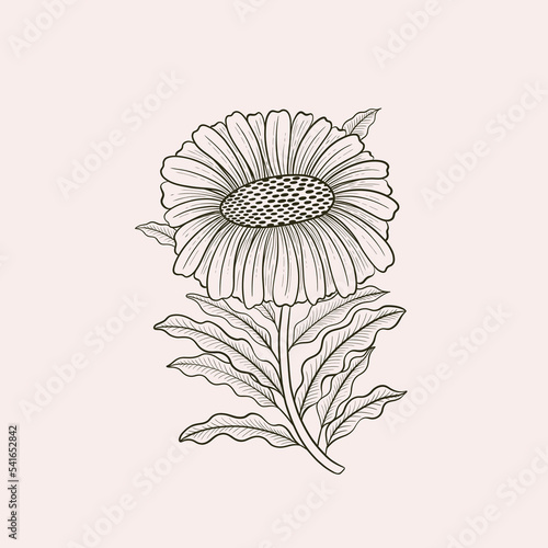 Flower chamomile line hand drawn style. One object vintage design. Elegant plant William Moriss drawing style.