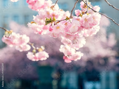 Closeup shot of Pink Sakura Flower Petals Tree with blur in the background