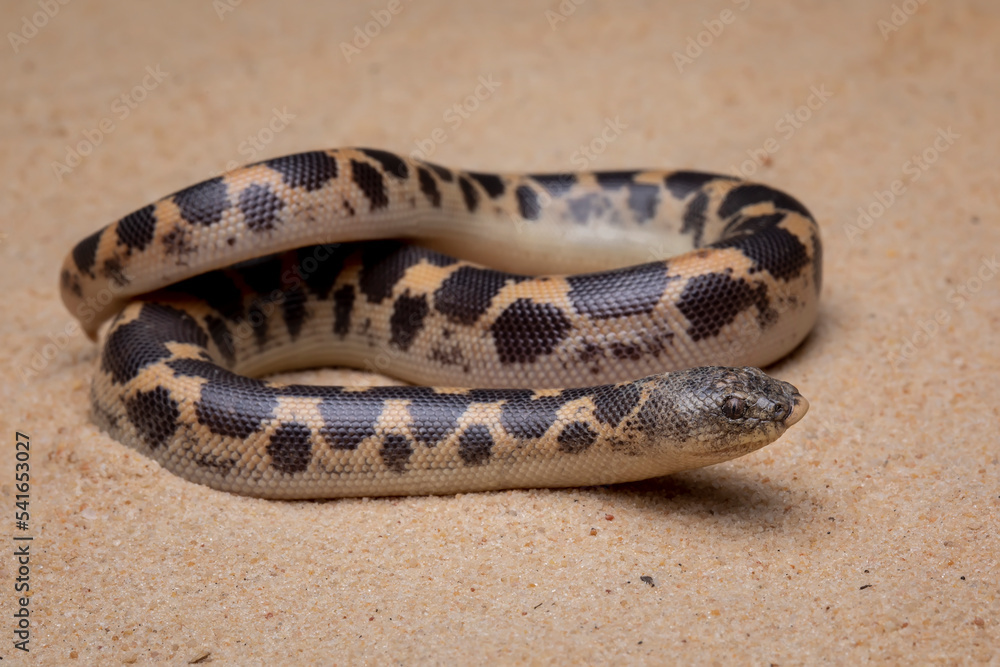 Obraz premium Sand Boa (Eryx) on the desert sand.