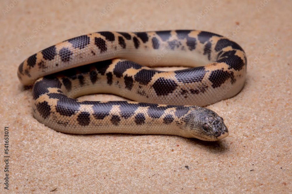 Obraz premium Sand Boa (Eryx) on the desert sand.