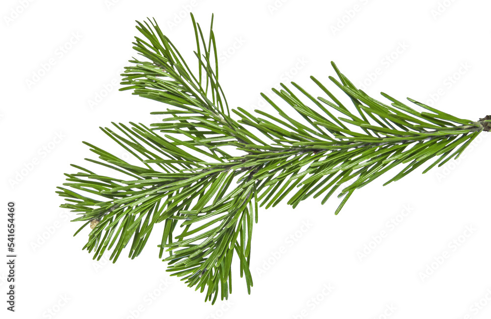 Christmas branch of a pine tree isolated Christmas branch of a pine tree isolated
