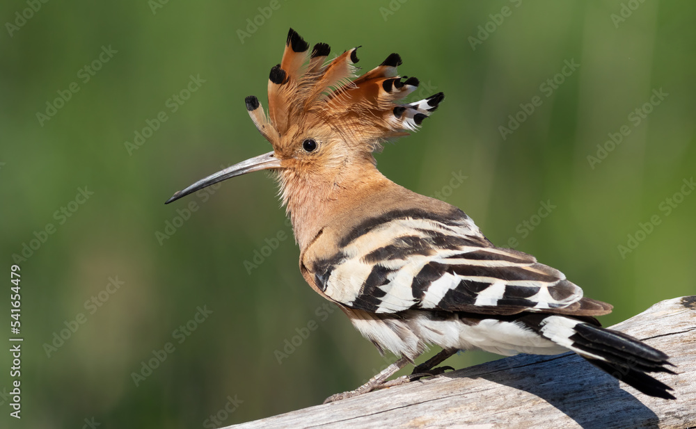 Eurasian hoopoe, Upupa epops. A bird spreads its crest and sits on a log Eurasian hoopoe, Upupa epops. A bird spreads its crest and sits on a log
