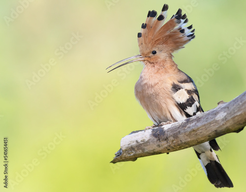 Eurasian hoopoe, Upupa epops. A bird spreads its crest and sits on a thick, dry branch © Юрій Балагула