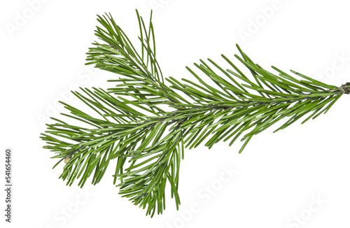 Fotografiet Christmas branch of a pine tree isolated