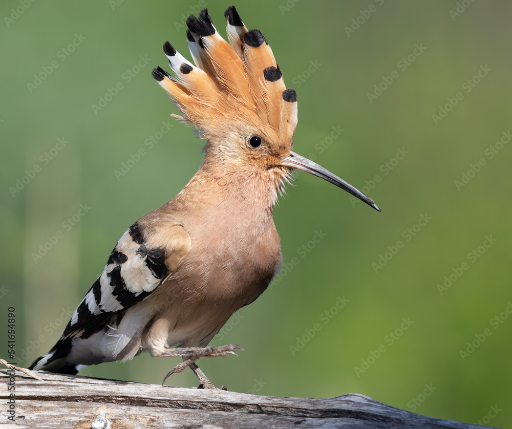 Eurasian hoopoe, Upupa epops. A bird spreads its crest and sits on a log Eurasian hoopoe, Upupa epops. A bird spreads its crest and sits on a log