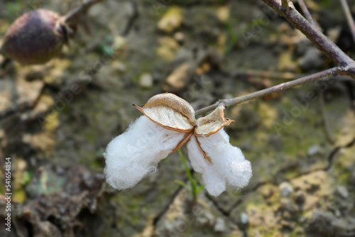 Photography Upland cotton