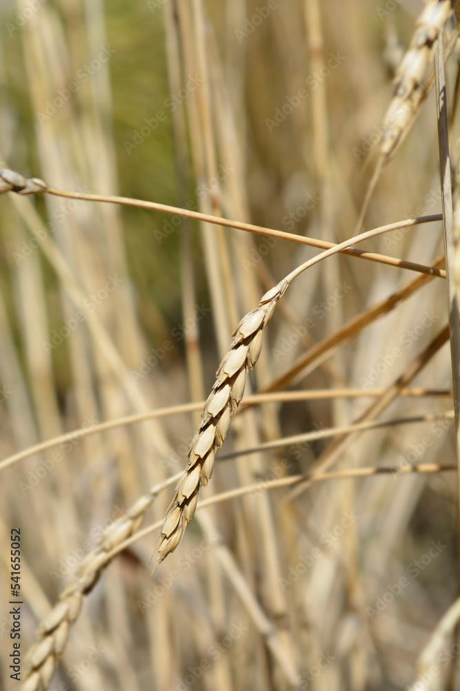 Fototapeta premium Dinkel wheat