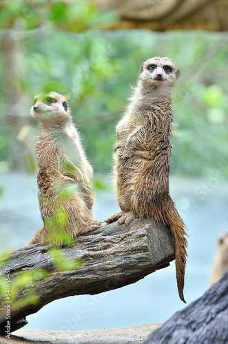 meerkat 