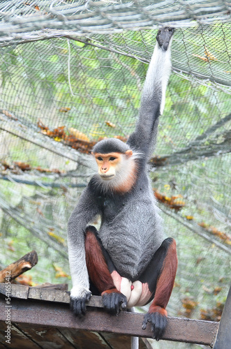 Red-shanked douc