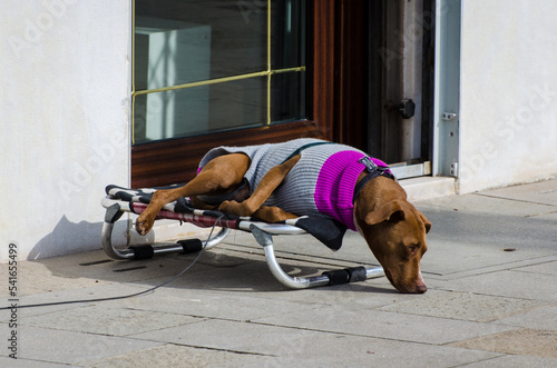 Un cane si riposa su un lettino in una strada di Venezia