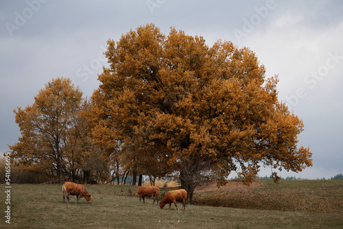 Beef cattle in a meadow in fall with colorful golden tree in the background © PHOTOLIFESTYLE