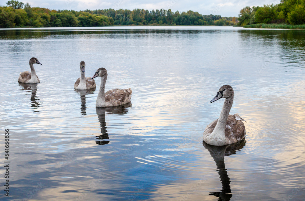 Fototapeta premium In autumn, young gray swans on the lake in the evening. Swan family of birds outdoors.