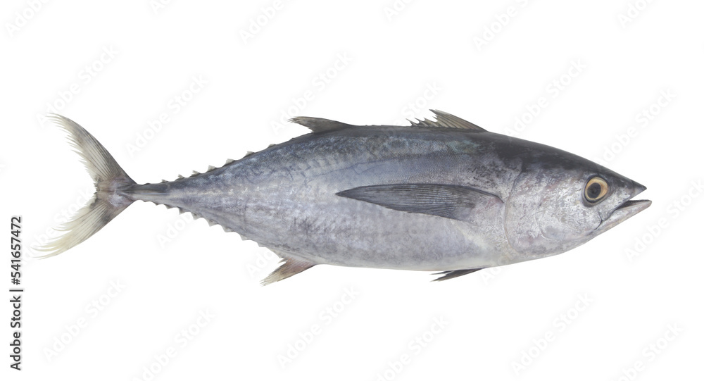 Fototapeta premium Fresh whole tuna fish isolated on white background