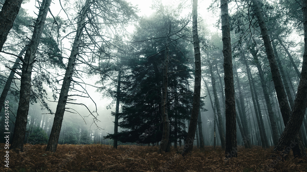 Obraz premium Big fir tree in the mist in the forest autumnal mountain