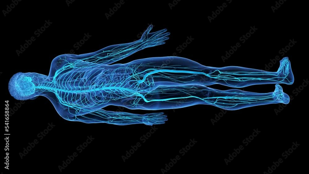 3d rendered medical animation of the nervous system 3d rendered medical animation of the nervous system