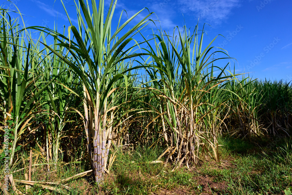 Sugarcane field with full grown crop, sugar cane agricultural economy. sugarcane is a grass of poaceae family. it taste sweet and good for health. Well known as tebu in malaysia Sugarcane field with full grown crop, sugar cane agricultural economy. sugarcane is a grass of poaceae family. it taste sweet and good for health. Well known as tebu in malaysia