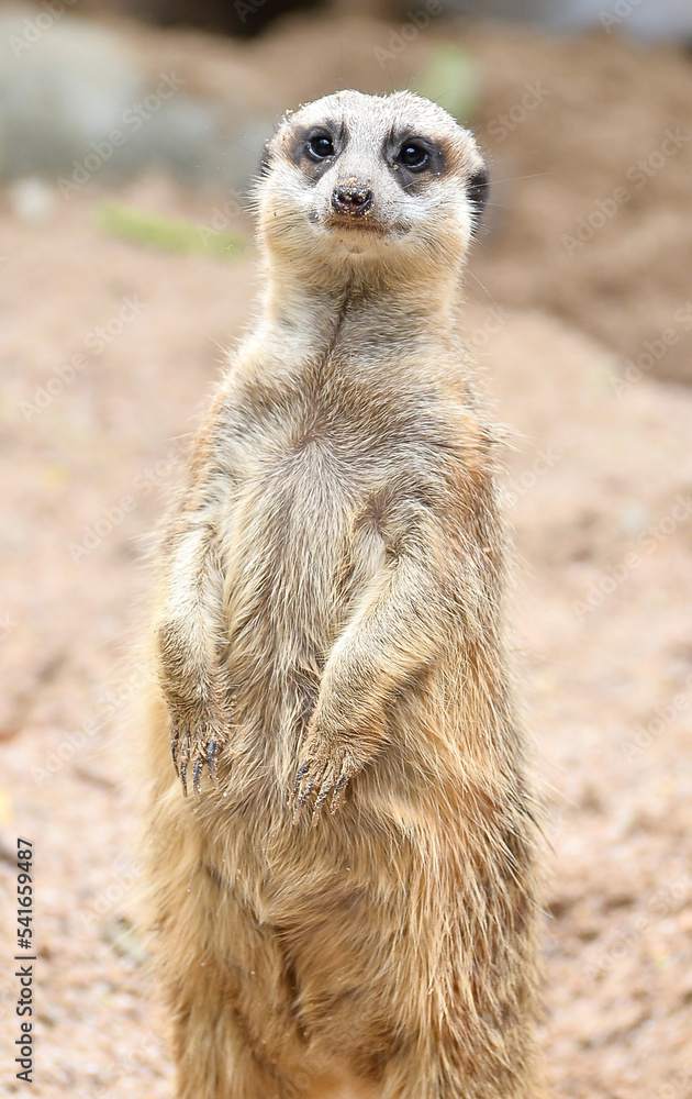 meerkat meerkat