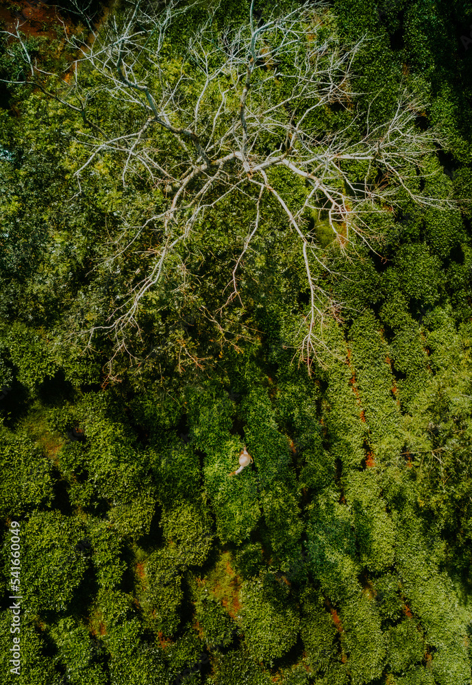 Fototapeta premium Aerial view of Bien Ho Che or Bien Ho tea fields, Gia Lai province, Vietnam. Workers of the tea farm are harvesting tea leaves in the early morning.