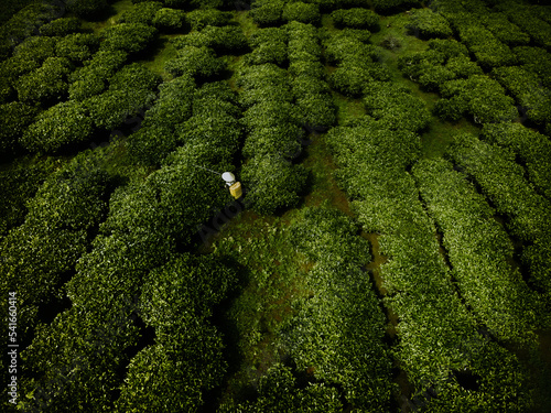 Aerial view of Bien Ho Che or Bien Ho tea fields, Gia Lai province, Vietnam. Workers of the tea farm are harvesting tea leaves in the early morning.