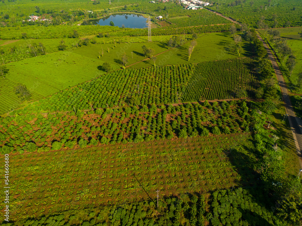 Aerial view of Bien Ho Che or Bien Ho tea fields, Gia Lai province, Vietnam. Workers of the tea farm are harvesting tea leaves in the early morning.