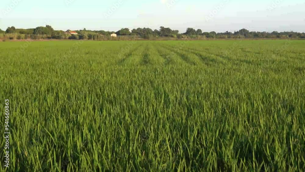 Fields of rice plantation Fields of rice plantation