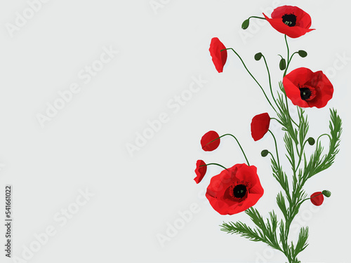 Veterans DayPoppy flower on transparent background 