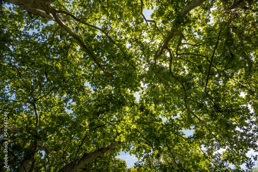 Upward view of the tree canopies Upward view of the tree canopies
