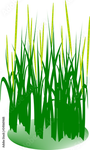 grass flowers illustrations