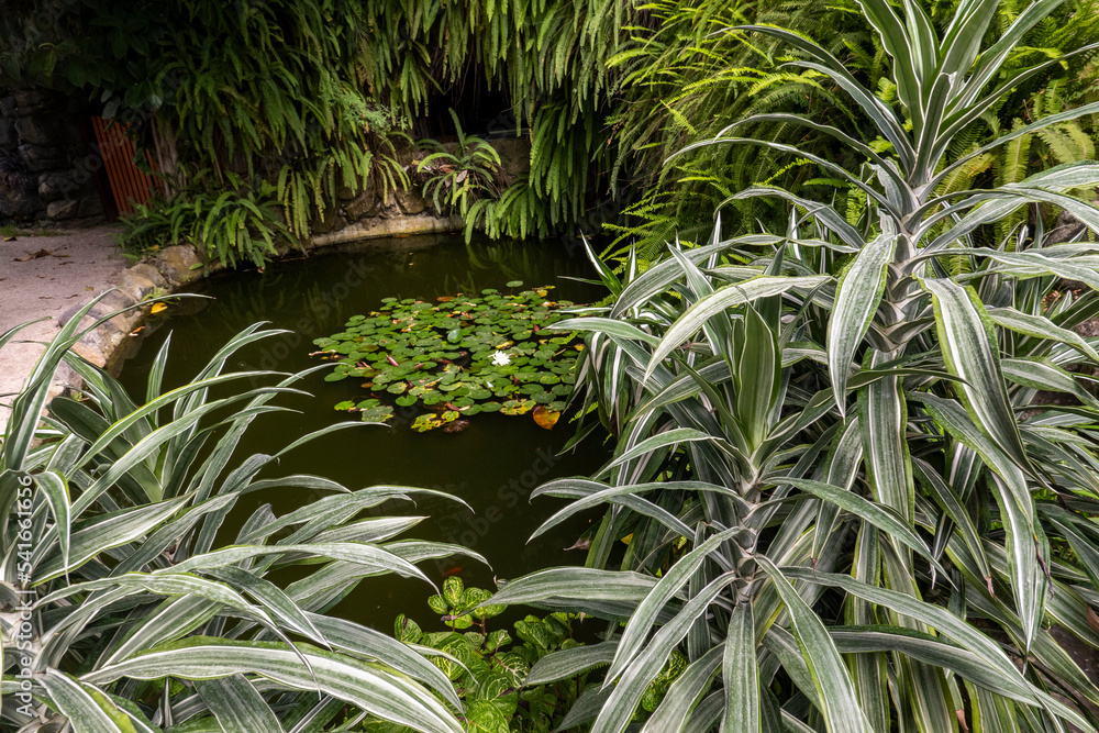Fototapeta premium Pink and white water lily