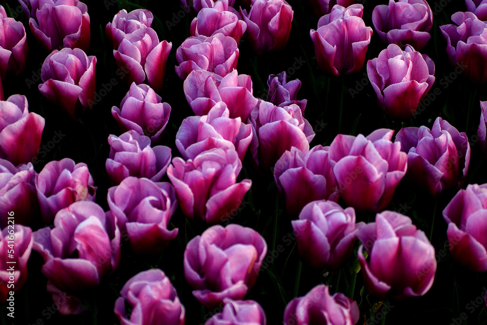 Fototapeta premium pink tulips in the garden