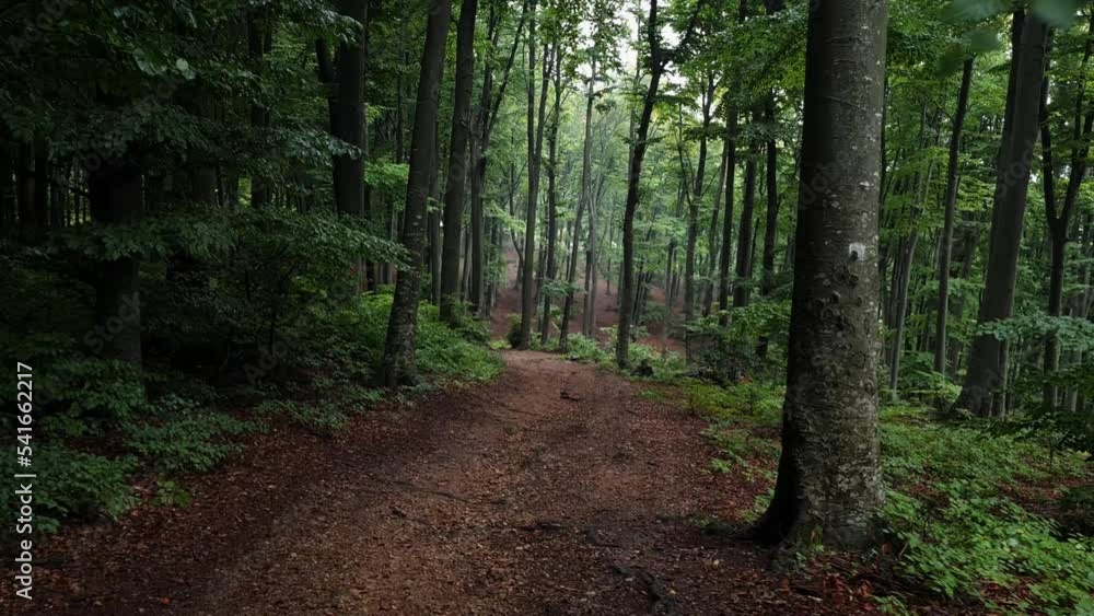 POV Walk in a calm beautiful forest. Foggy forest hiking. Dreamy forest trail POV Walk in a calm beautiful forest. Foggy forest hiking. Dreamy forest trail