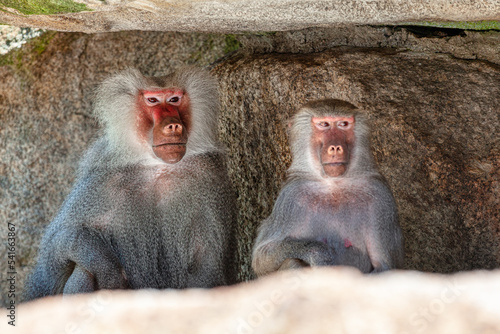 Photography Pair of monkey standing together . Baboon male and female