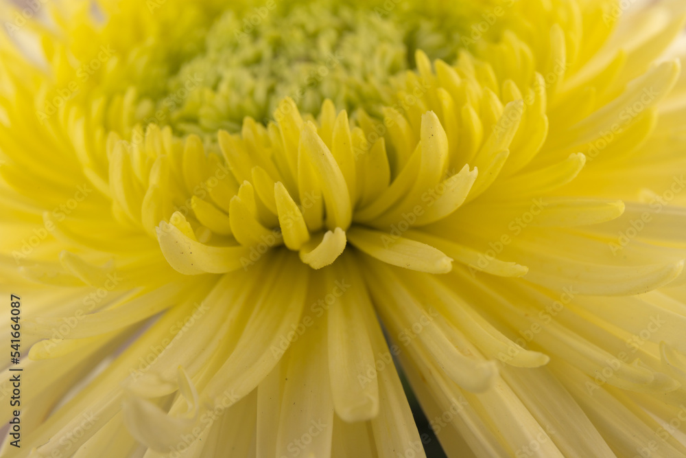 Yellow chrysanthemum head flower in close up. Creative autumn concept. Floral pattern, object. Yellow chrysanthemum head flower in close up. Creative autumn concept. Floral pattern, object.