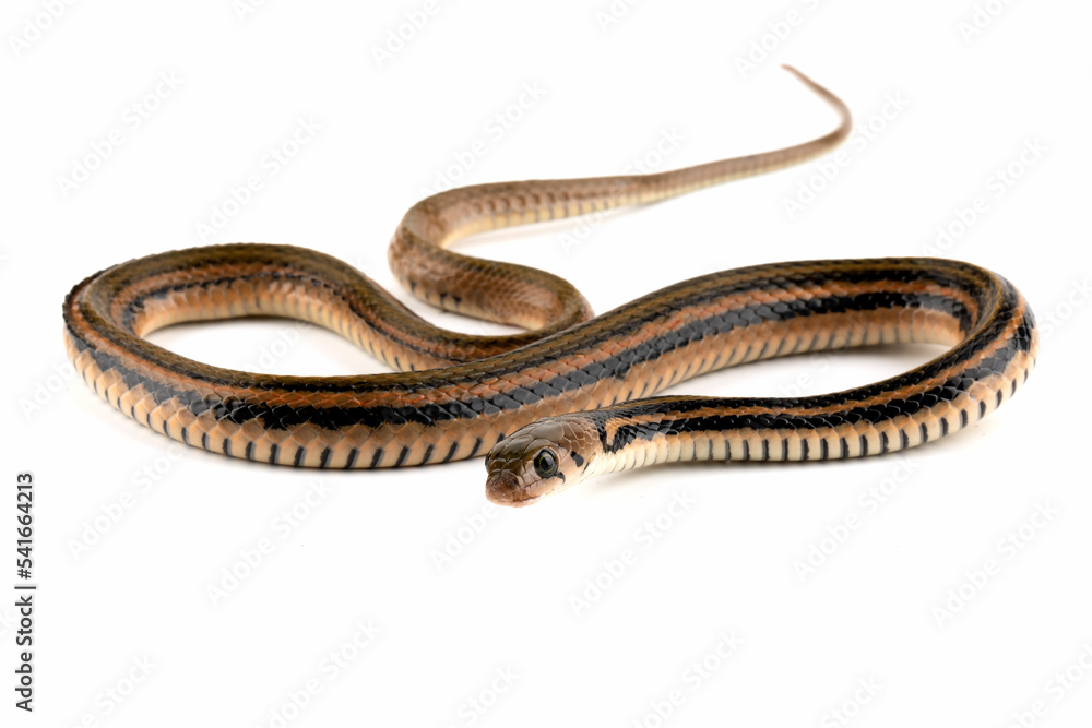 Brown Xenochrophis snake isolated on white background. Brown Xenochrophis snake isolated on white background.