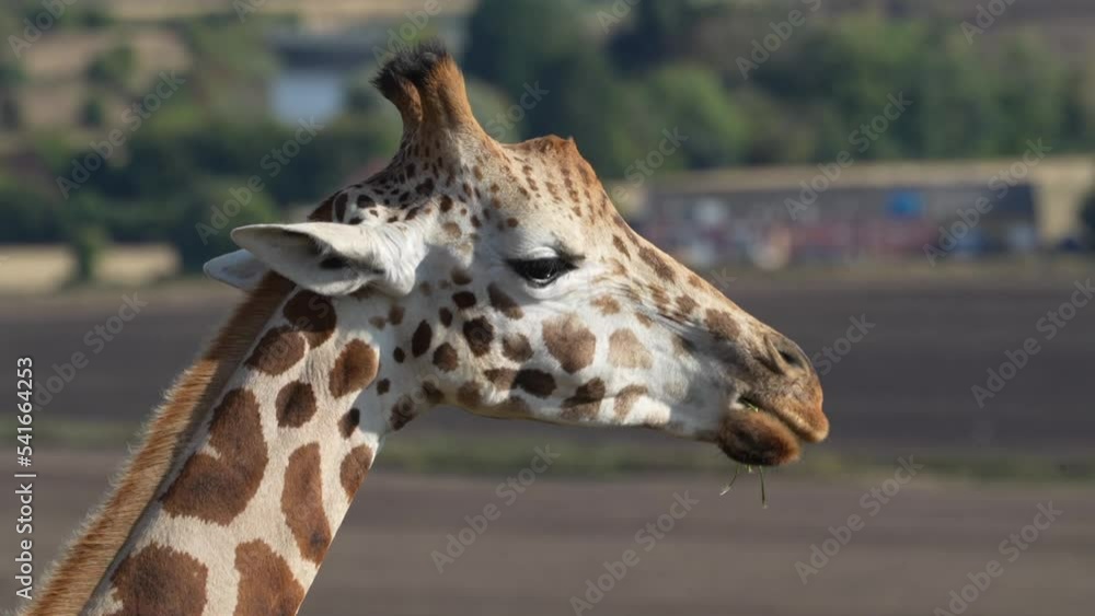 A Giraffe eating turns its head towards the camera A Giraffe eating turns its head towards the camera