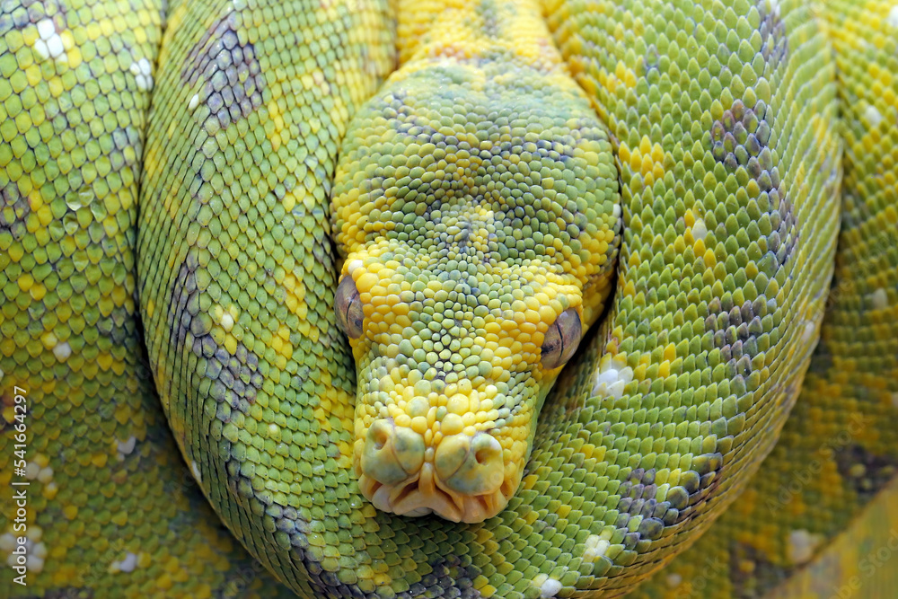 Closeup head of Green Tree Python (Morelia viridis). This Green Tree ...