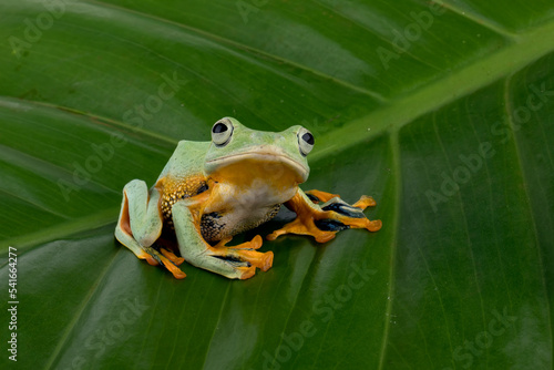 Flying Tree Frog (Rhacophorus reinwardtii) on a leaf.