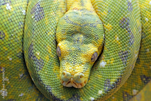 Closeup head of Green Tree Python (Morelia viridis). This Green Tree Python is a rare species from Papua, Indonesia.