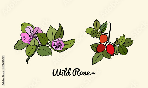 Hand drawn wild rose branch, leaf, flower and berry. Collection of dog rose: branch of roseship, dog rose berries, flowers and leaves. Cosmetic and medical plant. Botanical illustration with line art.