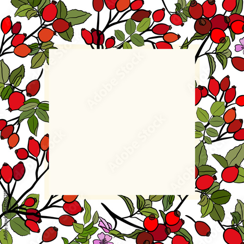 Hand drawn wild rose branch, leaf, flower and berry. Collection of dog rose: branch of roseship, dog rose berries, flowers and leaves. Cosmetic and medical plant. Botanical illustration with line art.