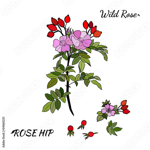 Hand drawn wild rose branch, leaf, flower and berry. Collection of dog rose: branch of roseship, dog rose berries, flowers and leaves. Cosmetic and medical plant. Botanical illustration with line art.