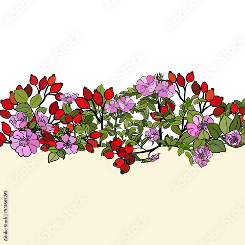 Hand drawn wild rose branch, leaf, flower and berry. Collection of dog rose: branch of roseship, dog rose berries, flowers and leaves. Cosmetic and medical plant. Botanical illustration with line art.