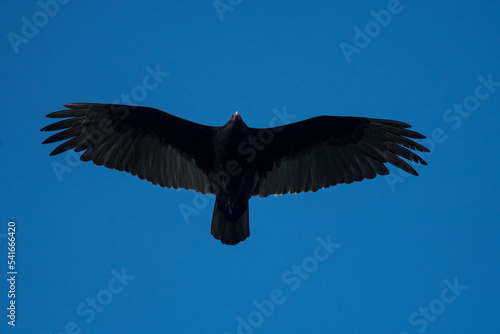 Turkey Vulture close up with blue sky background