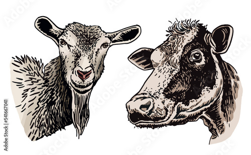 Vector color  portrait of goat  and cow on white isolated, farm animal. Dairy product producer