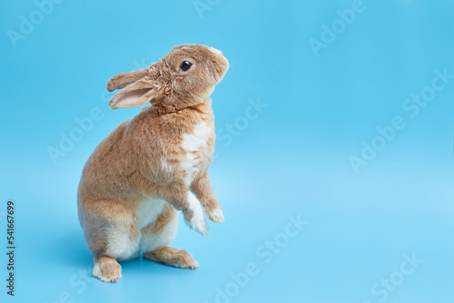 Greeting Easter card with cute bunny and space for text or product. Decorative dwarf rex rabbit on a blue background.