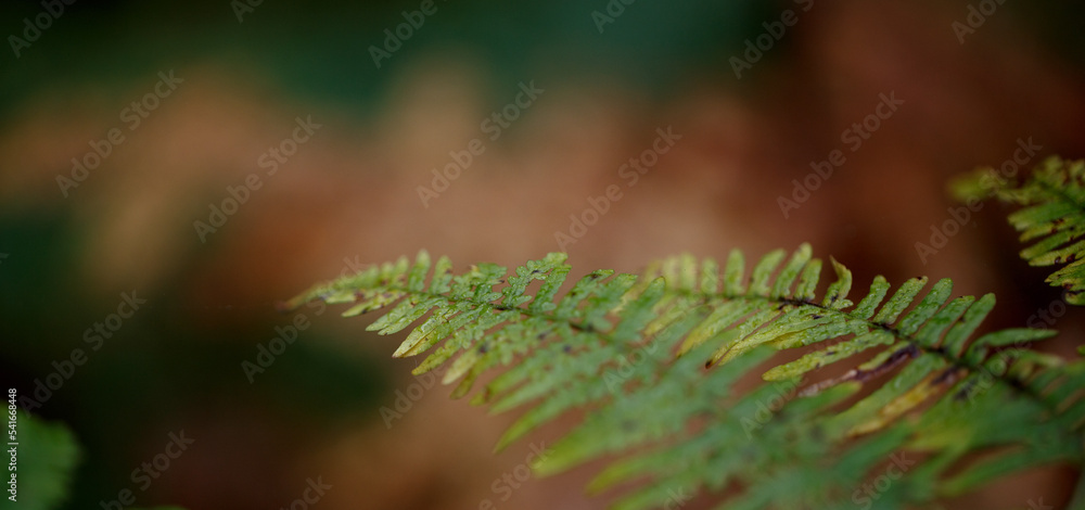 Coloured fern leaf in the forest. Plants in the autumn. Coloured fern leaf in the forest. Plants in the autumn.