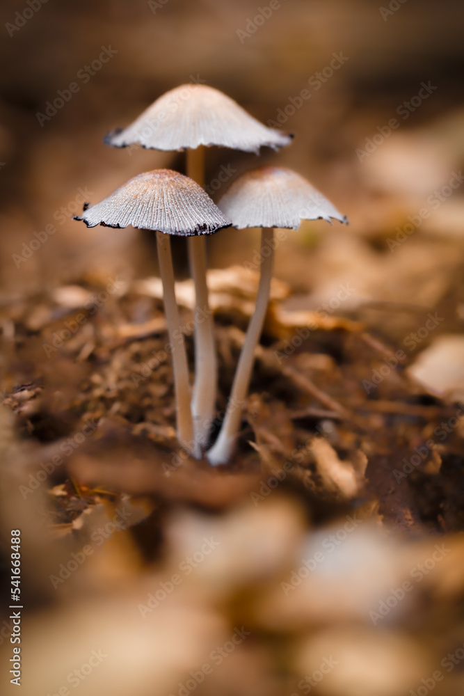 Tintling Coprinus sensu lato in the forest Tintling Coprinus sensu lato in the forest
