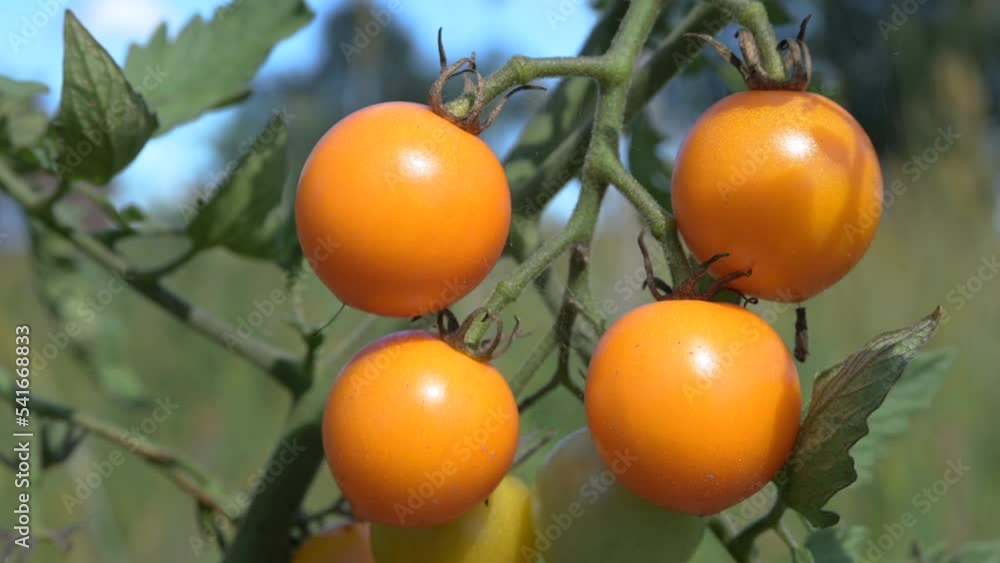 static close up of fresh organic cherry tomato in natural farm garden static close up of fresh organic cherry tomato in natural farm garden
