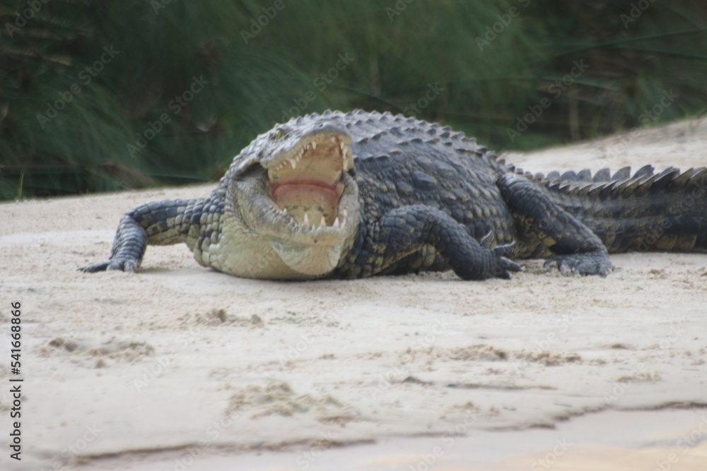 Obraz premium Crocodiles Okavango Botswana