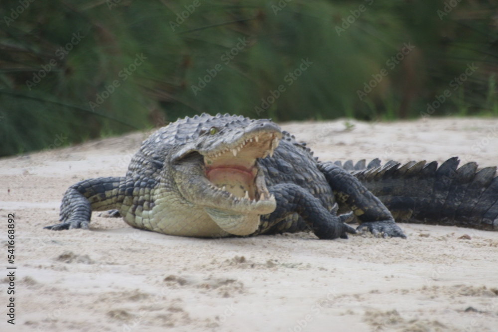 Obraz premium Crocodiles Okavango Botswana
